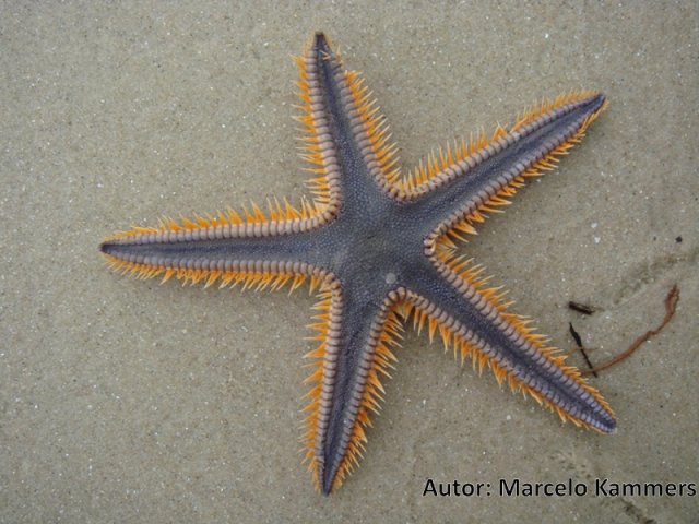 Astropecten brasiliensis